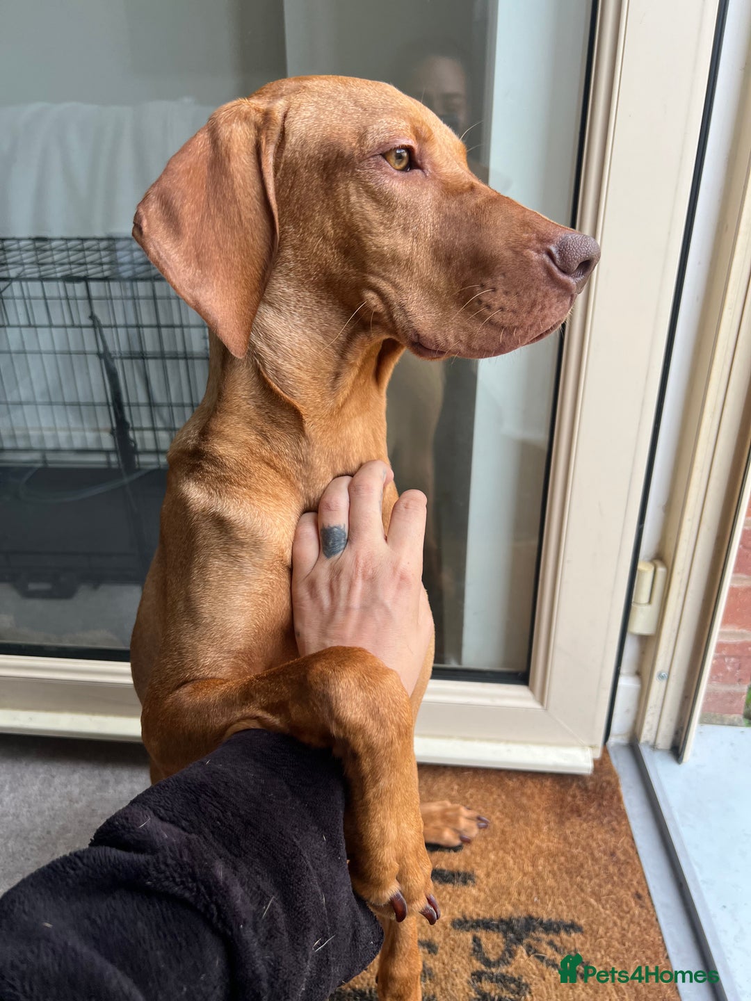 Hungarian Vizsla dogs for sale: Male Hungarian vizsla to rehome  - Image 3
