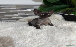 Devon Rex cats for sale: Devon Rex Kittens  - Image 7