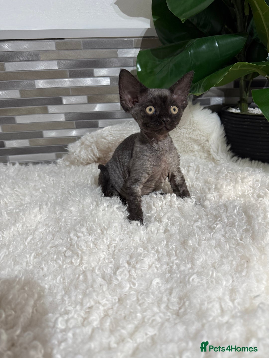 Devon Rex cats for sale: Devon Rex Kittens  - Image 7
