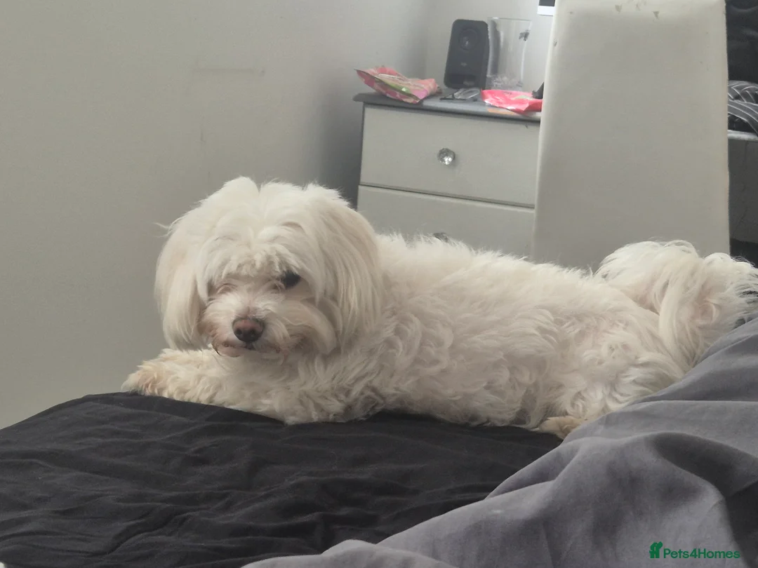 Maltese dogs for sale: Beautiful Male maltese, Teddy. in Mansfield - Advert 1