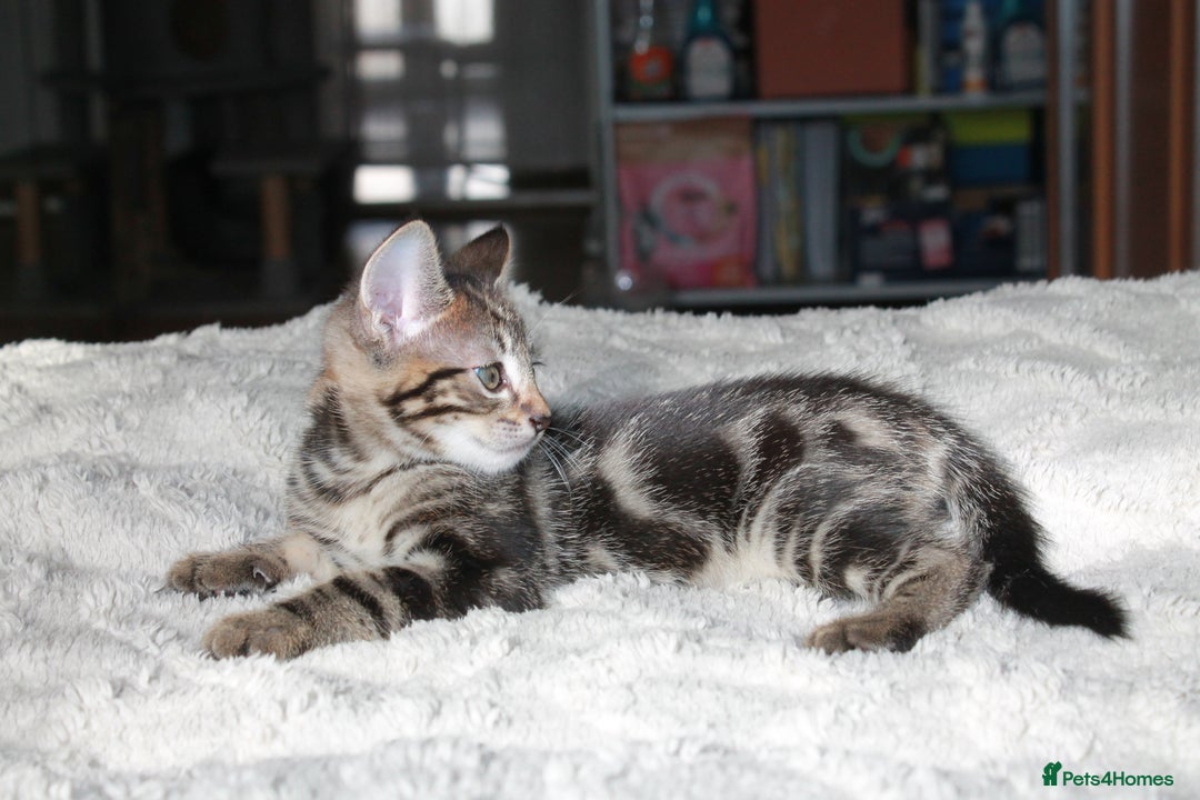 Bengal cats for sale: Adorable, affectionate, so cute kittens for sale!! - Image 4