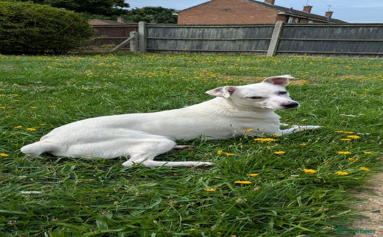 Mixed Breed dogs in Bury Saint Edmunds - Advert 3