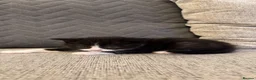 British Shorthair cats for sale: 2 Black&white kittens. British-short hair mother - Advert 5