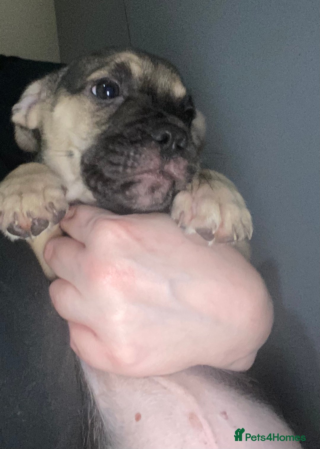 Mixed Breed dogs for sale: 6 French bulldog x jack russel pups for sale - Image 6