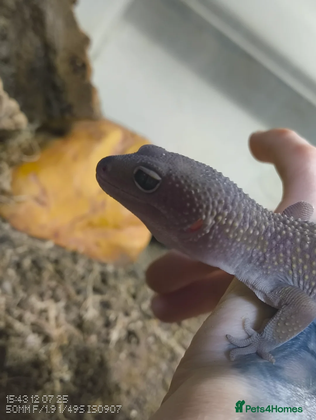 Leopard Gecko reptiles for sale: Boy blizzard morph comes with vivarium setup - Advert 3