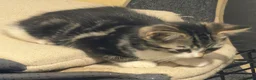 Domestic Shorthair cats for sale: Adorable Tabby Kittens for Sale - UK - Advert 10