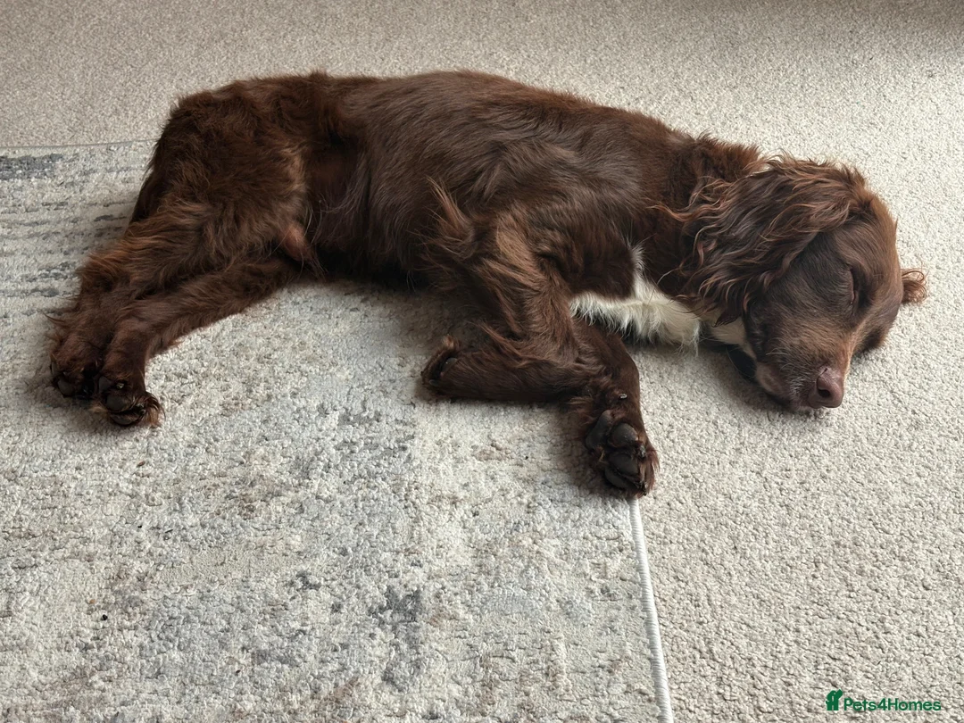 Cocker Spaniel dogs for sale: Chocolate cocker spaniel  - Advert 1