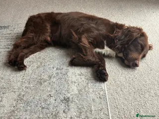 Cocker Spaniel dogs Chocolate cocker spaniel - Advert 1