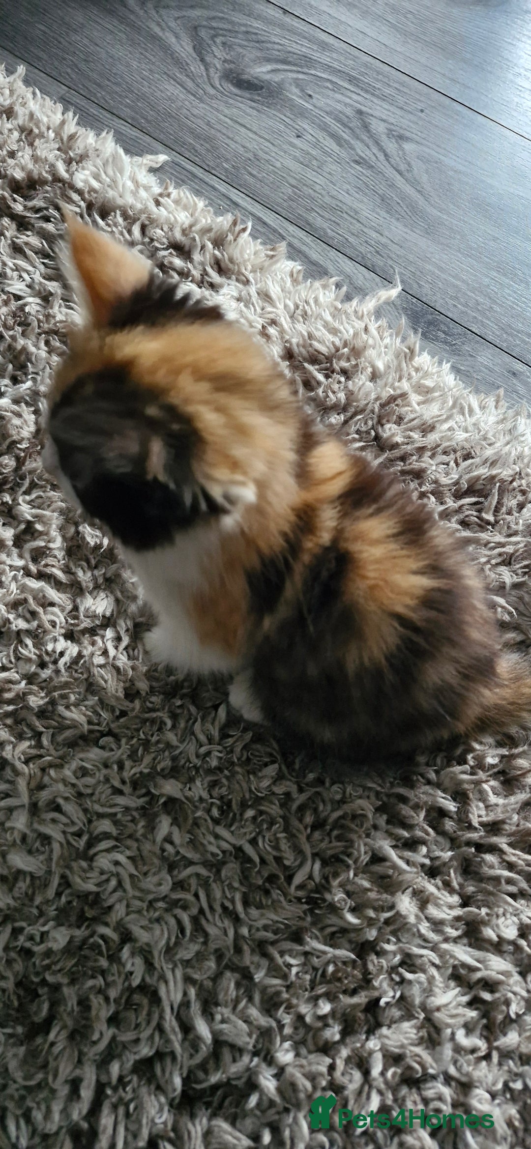 Mixed Breed cats for sale: Fluffy Kitten - Image 6