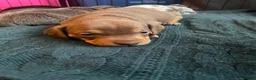Mixed Breed dogs for sale: Dachshund hybrid puppies 🩷🩵 LAST ONE AVAILABLE  - Advert 8