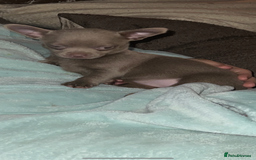 Chihuahua dogs for sale: Chihuahua puppy’s blue and lilicas tiny GIRL 🐶 - Image 20