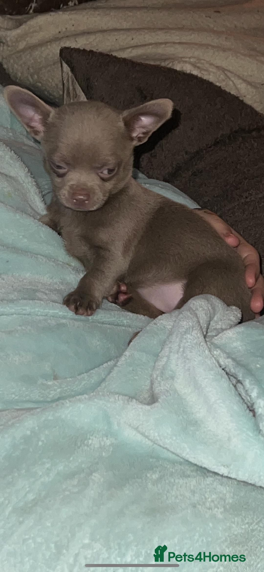 Chihuahua dogs for sale: Chihuahua puppy’s blue and lilicas tiny GIRL 🐶 - Image 20
