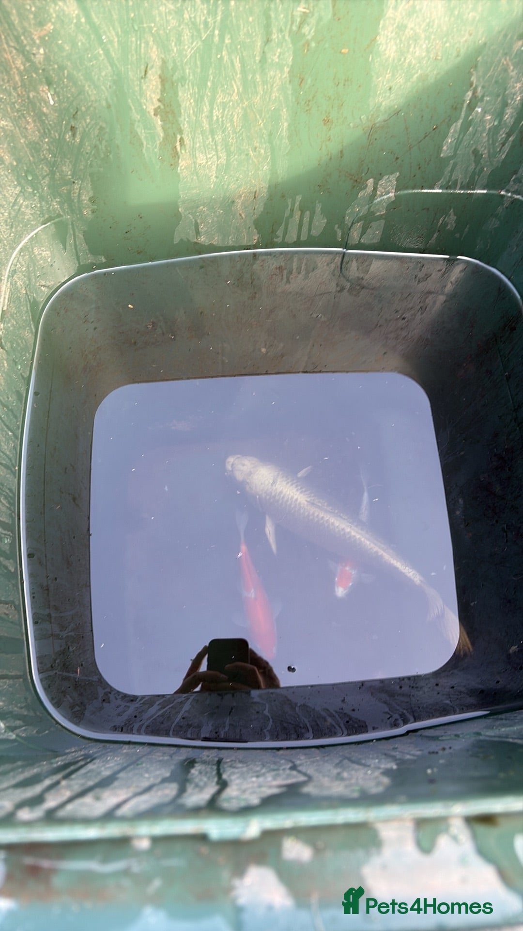 Koi Carp fish 2x 25+YO Koi. 2x 3+YO Koi. - Advert 2