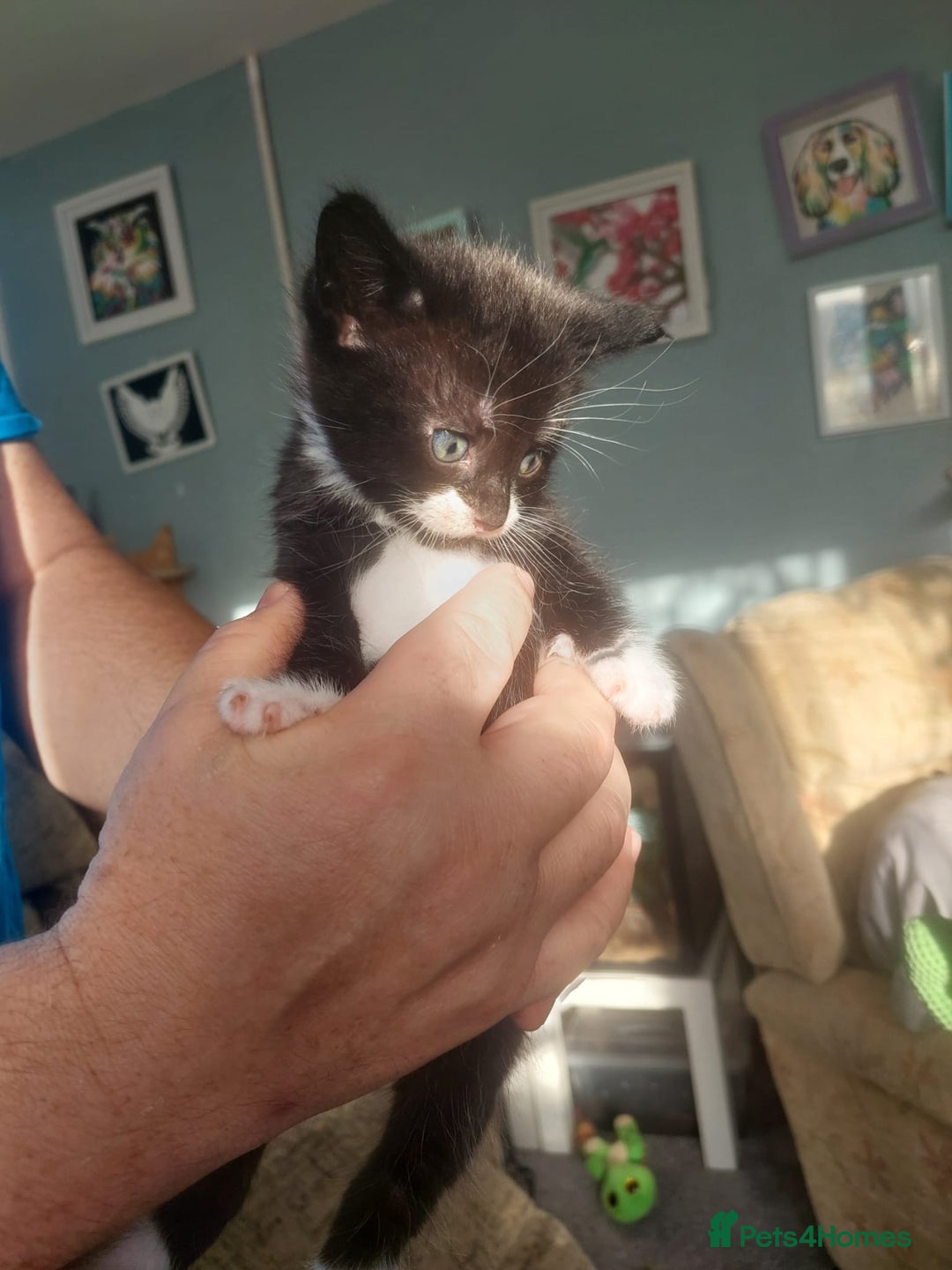 Maine Coon cats for sale: 5 Maincoon cross domestic kittens - Image 5