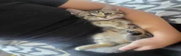 Mixed Breed cats for sale: Two gorgeous female kittens - Advert 8