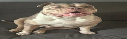Old Tyme Bulldog dogs for sale: Female old Tyme bulldog  in Royston - Advert 6