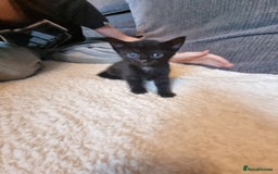 Mixed Breed cats for sale: Kittens for sale - Image 3