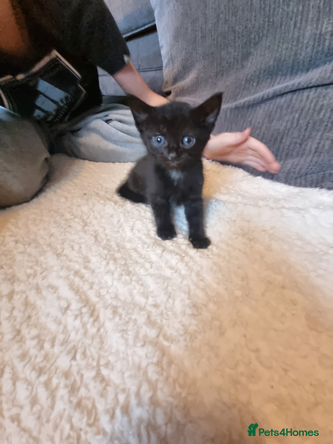 Mixed Breed cats for sale: Kittens for sale - Image 3