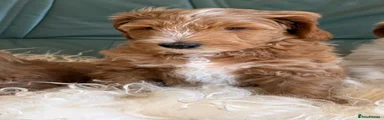 Australian Labradoodle 1