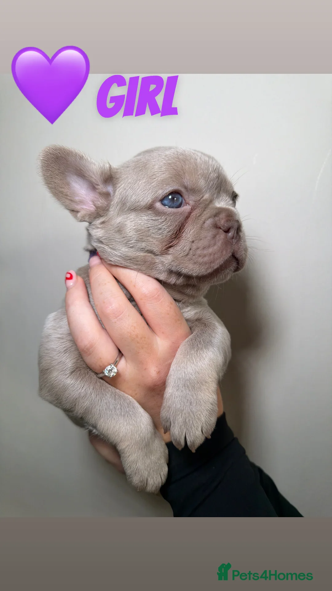 French Bulldog dogs for sale: French bulldog  - Advert 18
