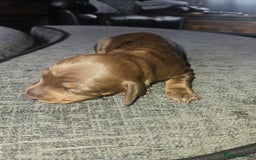 Dachshund dogs for sale: 3/4 Dachsunds  - Image 27