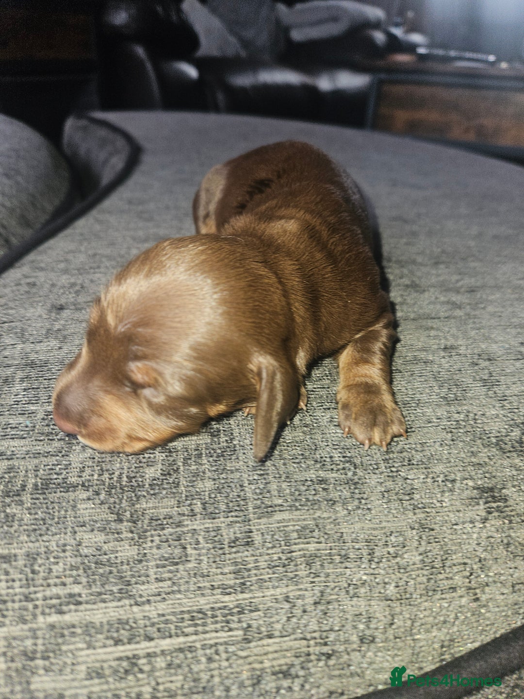 Dachshund dogs for sale: 3/4 Dachsunds  - Image 27