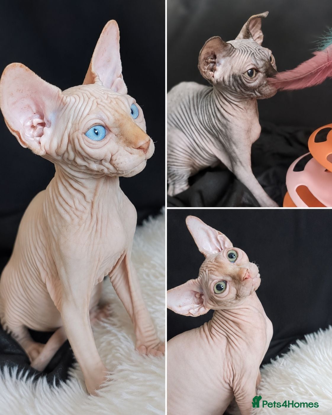Sphynx cats Beautiful  Kittens 2 Boys & 1 Girl Available 💎 - Advert 5