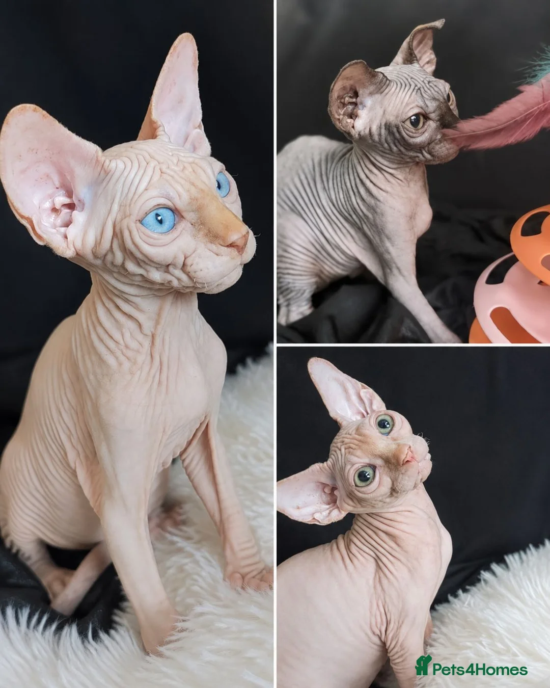 Sphynx cats for sale: Beautiful  Kittens 2 Boys & 1 Girl Available 💎 - Advert 1