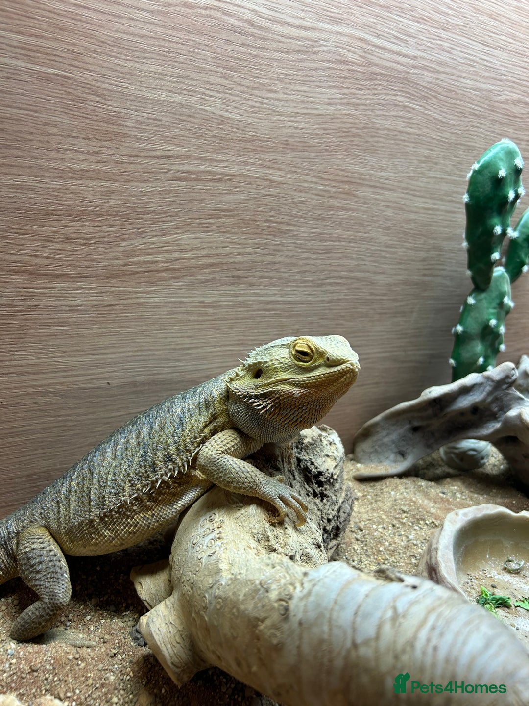 Bearded Dragon reptiles for sale: Bearded dragon - Advert 3