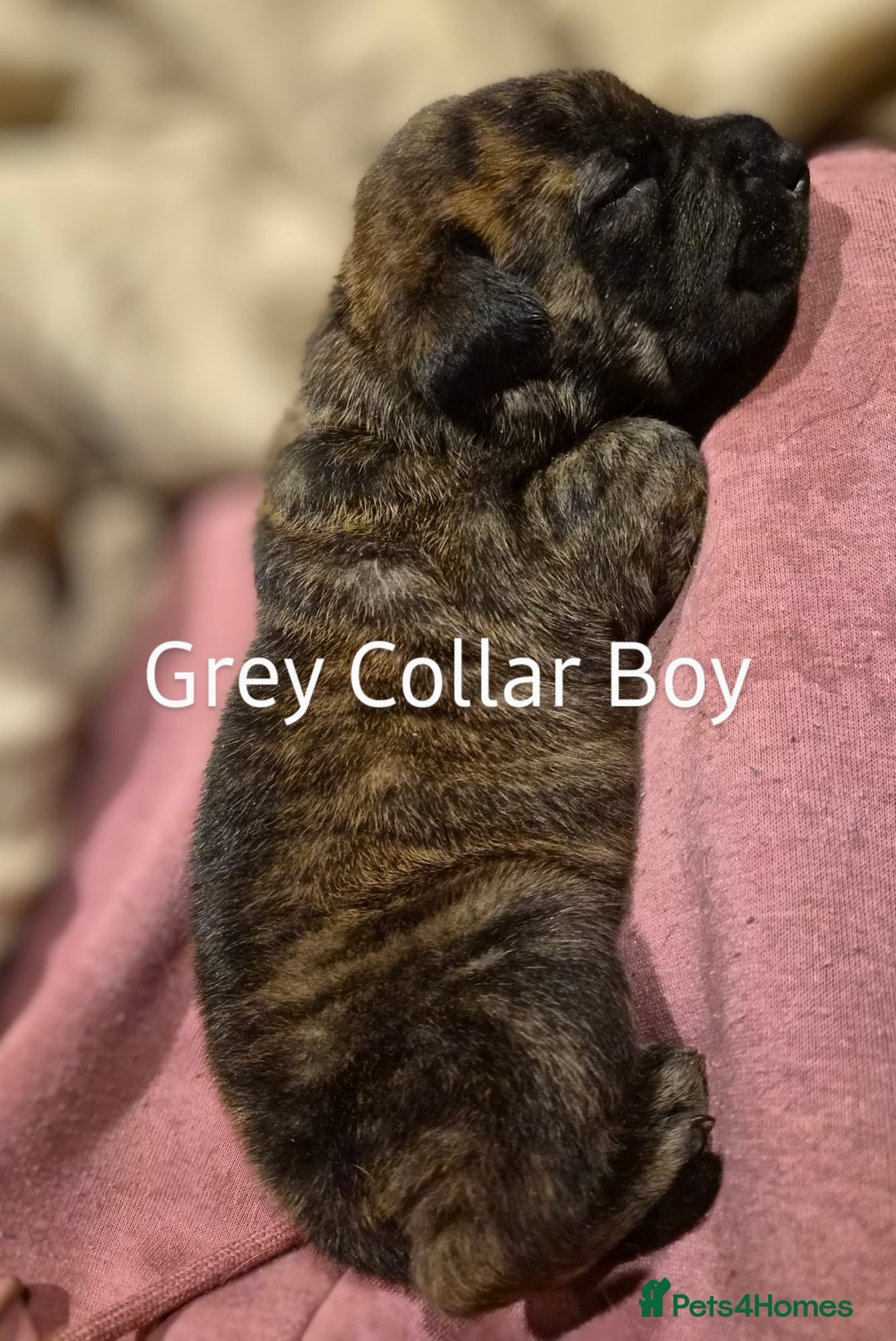 Mixed Breed dogs for sale: Beautiful Chunky Chow-Pei Puppies - Image 5