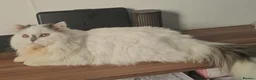 Scottish Fold cats for sale: Rare Scottish Fold cats in London - Advert 8