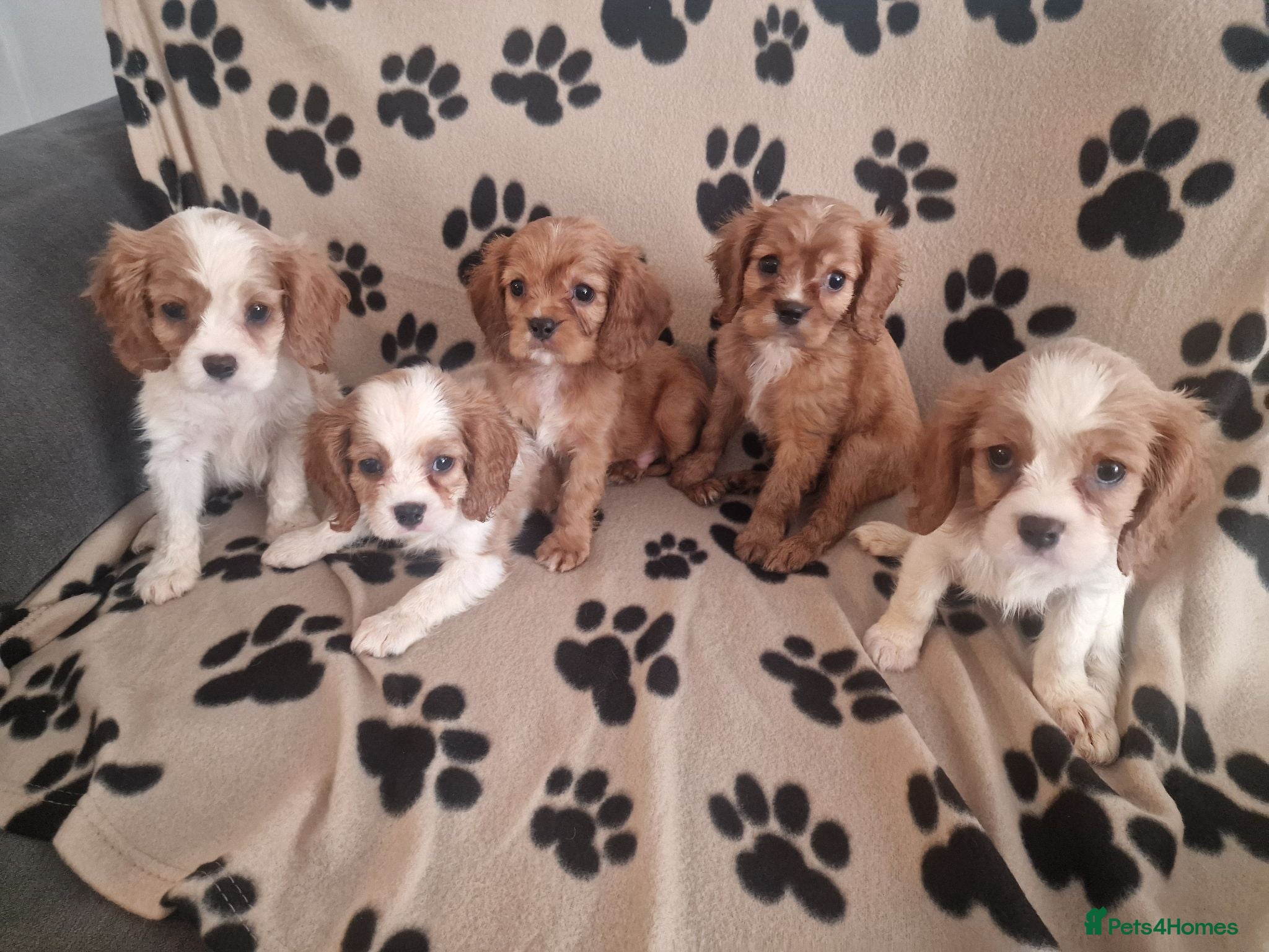 Cavalier King Charles Spaniel dogs Cavalier King Charles Spaniel Puppies  - Advert 17