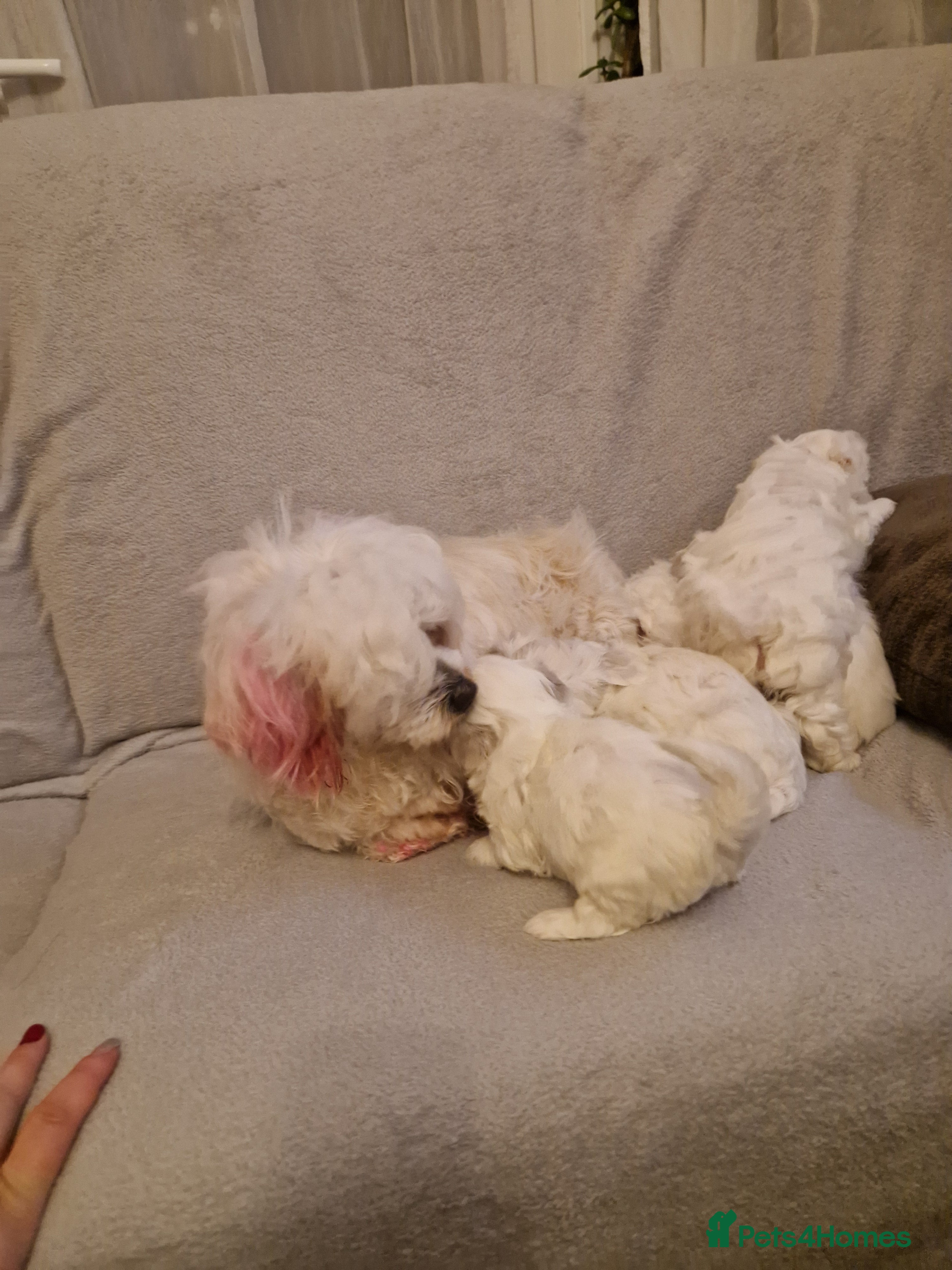 Havanese dogs Puppy bishon havanese - Advert 1