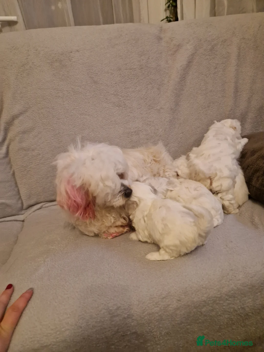 Havanese dogs for sale: Puppy bishon havanese - Advert 1