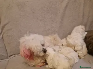 Havanese dogs Puppy bishon havanese - Advert 1