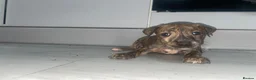 Mixed Breed dogs for sale: Bull Wheaten - Advert 6