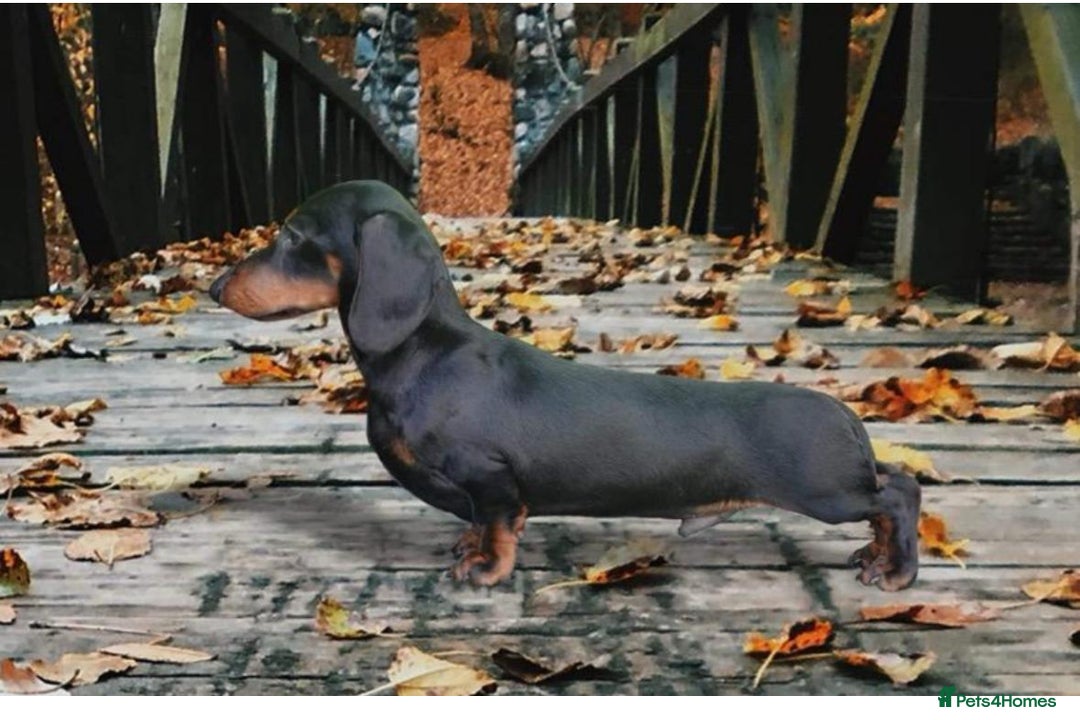 Miniature Dachshund dogs for sale: Beautiful little girl dachshund  - Advert 3