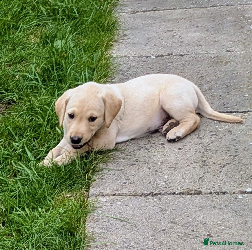 Labrador Retriever dogs Seven Week old Labrador Pups - Advert 2