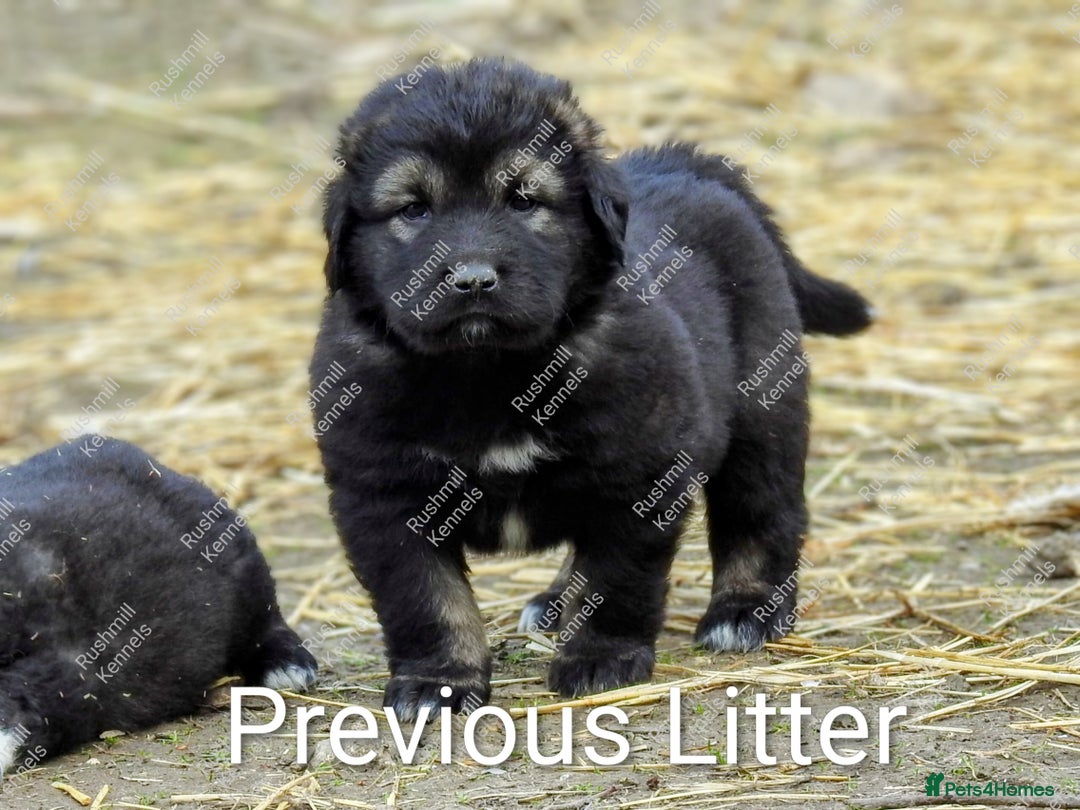 Caucasian Shepherd Dog dogs for sale: Caucasian Shepherd Pups - Advert 7