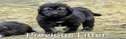 Caucasian Shepherd Dog dogs for sale: Caucasian Shepherd Pups - Advert 16
