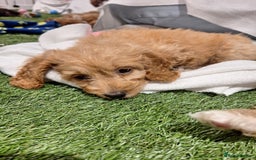 Cockapoo dogs for sale: 🐾STUNNING F1 COCKERPOOS HEALTH TESTED PARENTS 🐾 - Image 5