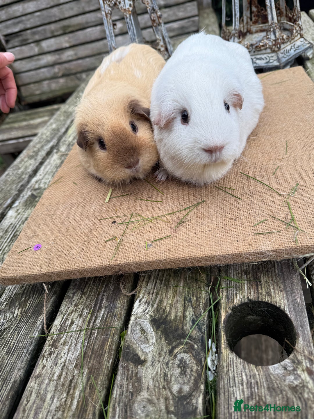 Guinea Pig rodents for sale: Pure bred California & Swiss guineapigs  - Advert 22