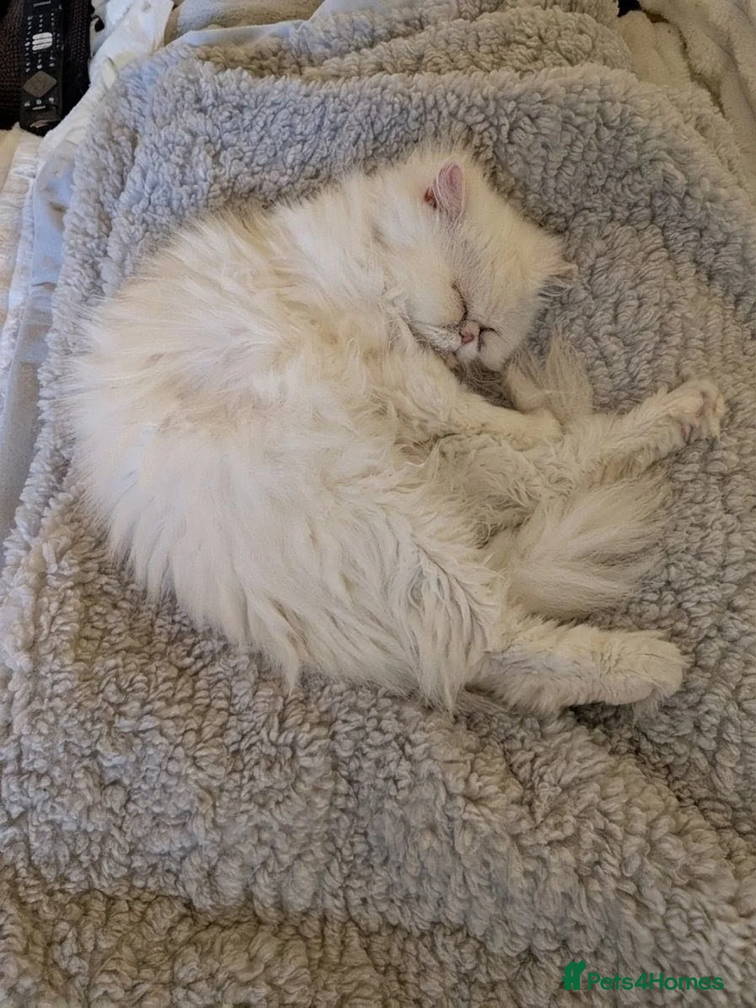 Persian cats for sale: Persian  - Advert 1