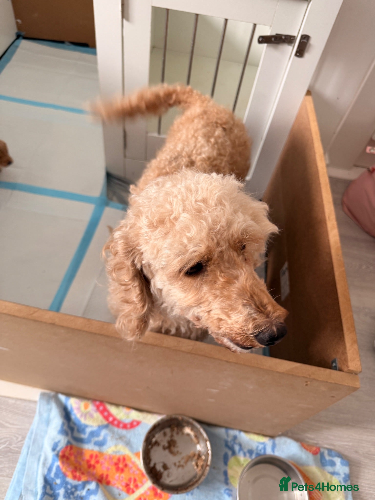 Cockapoo dogs Cockapoo puppies F2b  - Advert 1