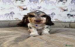 Cocker Spaniel dogs for sale: Beautiful show litter Cockers ready now - Image 7