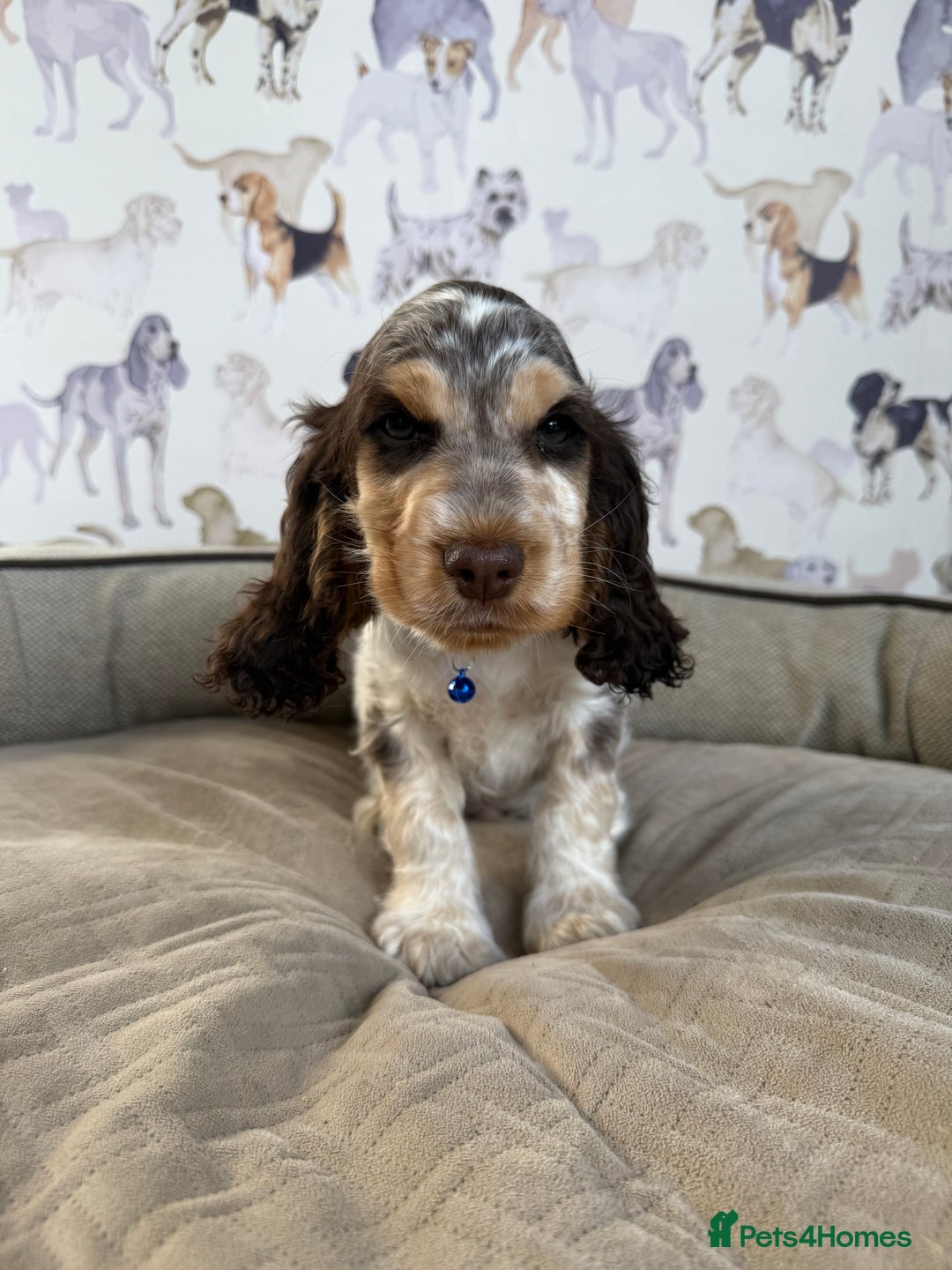 Cocker Spaniel dogs for sale: Beautiful show litter Cockers ready now - Image 7