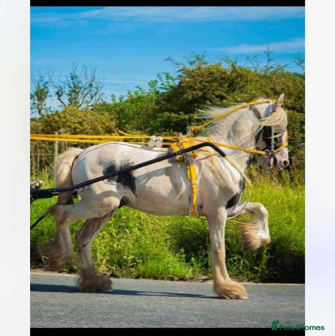 Tinker horses for sale: 12.2hh ride and drive stepping cob - Advert 1