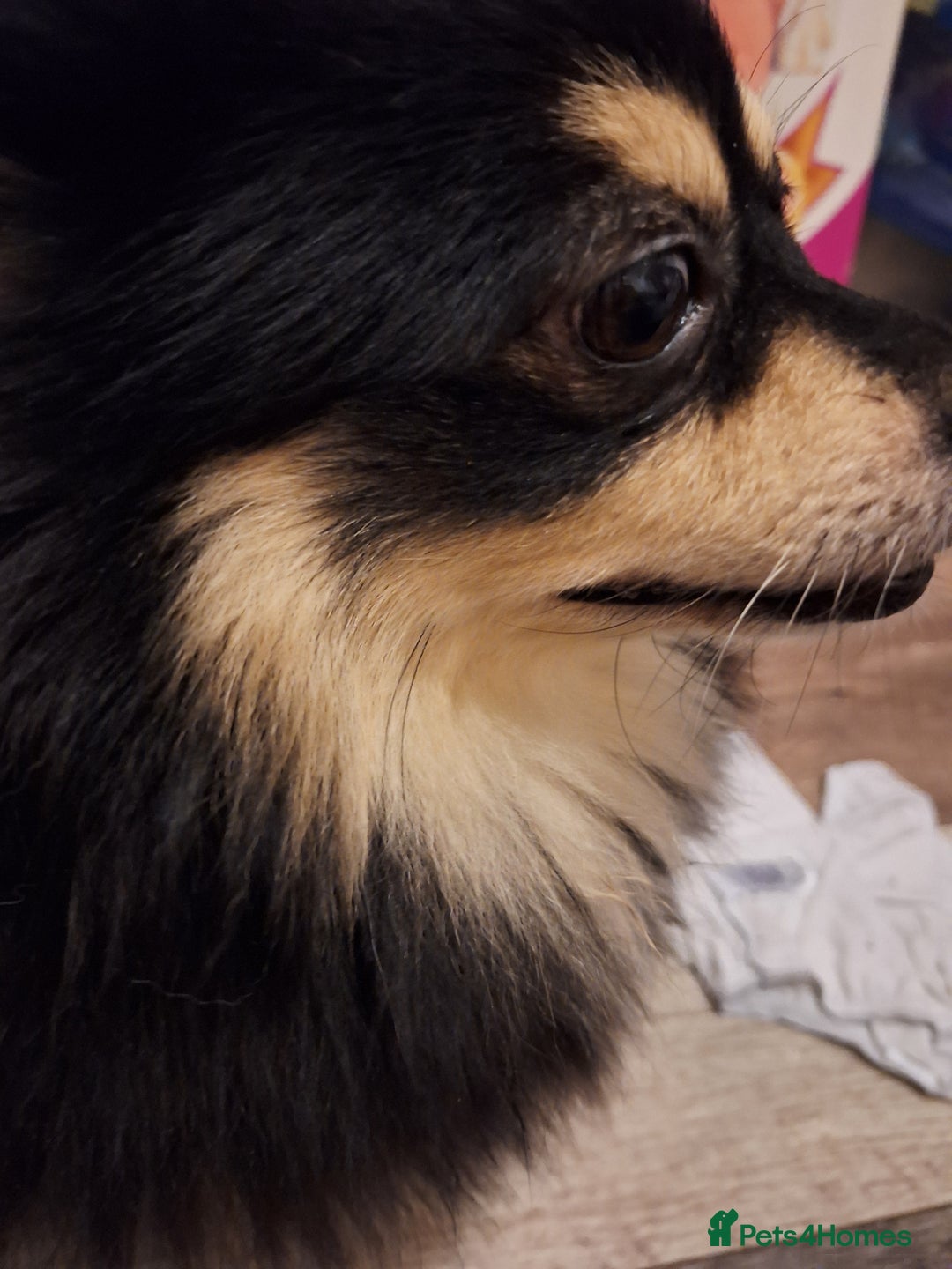 Pomeranian dogs for sale: Little cuties - Advert 12