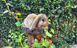 French Lop rabbits for sale: French Lop Bunnies 🐰  - Image 12