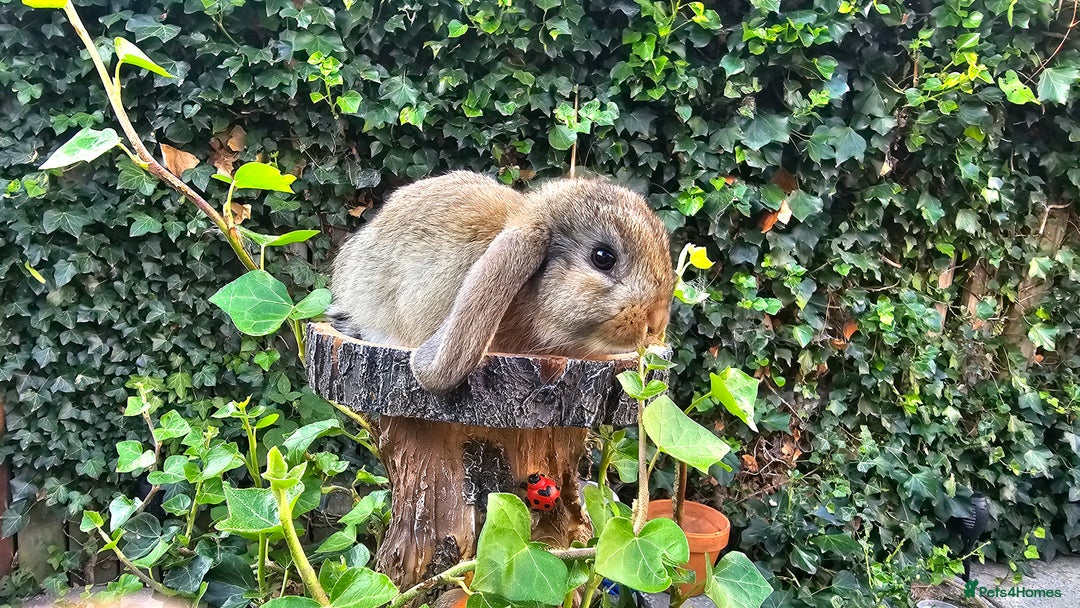 French Lop rabbits for sale: French Lop Bunnies 🐰  - Image 12